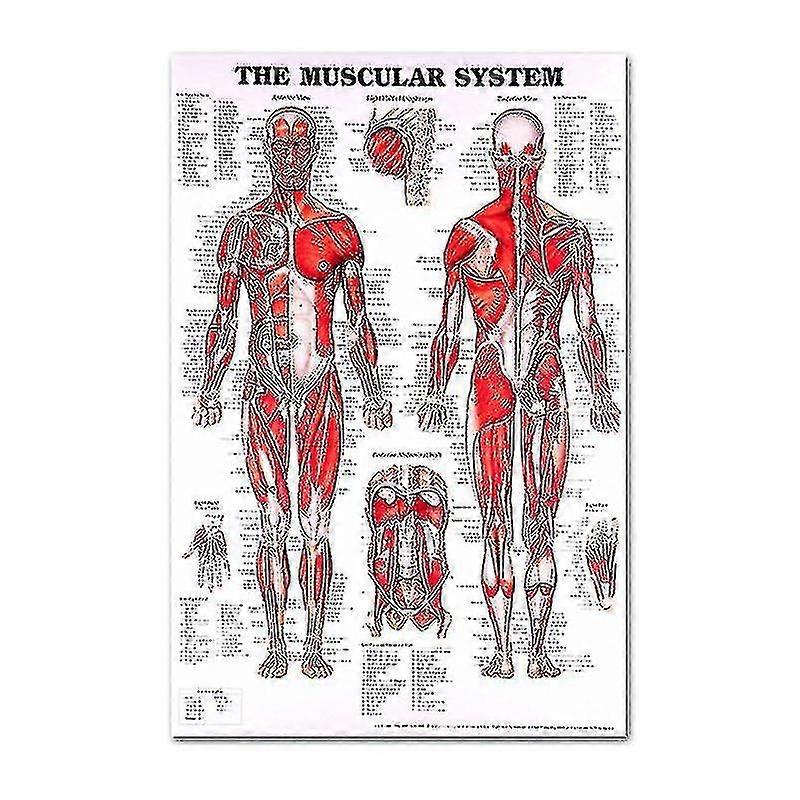 Muscular & Skeletal System Anatomical Poster Set - Human Skeleton & Muscle Anatomy - Single Sided19" X 27" xi