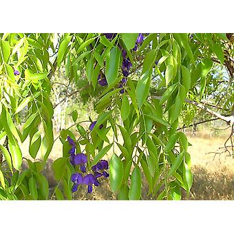 Saflax - Geschenkset - 15 Samen - Afrikanischer Glyzinienbaum - Glycine  arbre - Wisteria africana - Glicinia africana - Afrikanischer Blauregen |  Fruugo DE