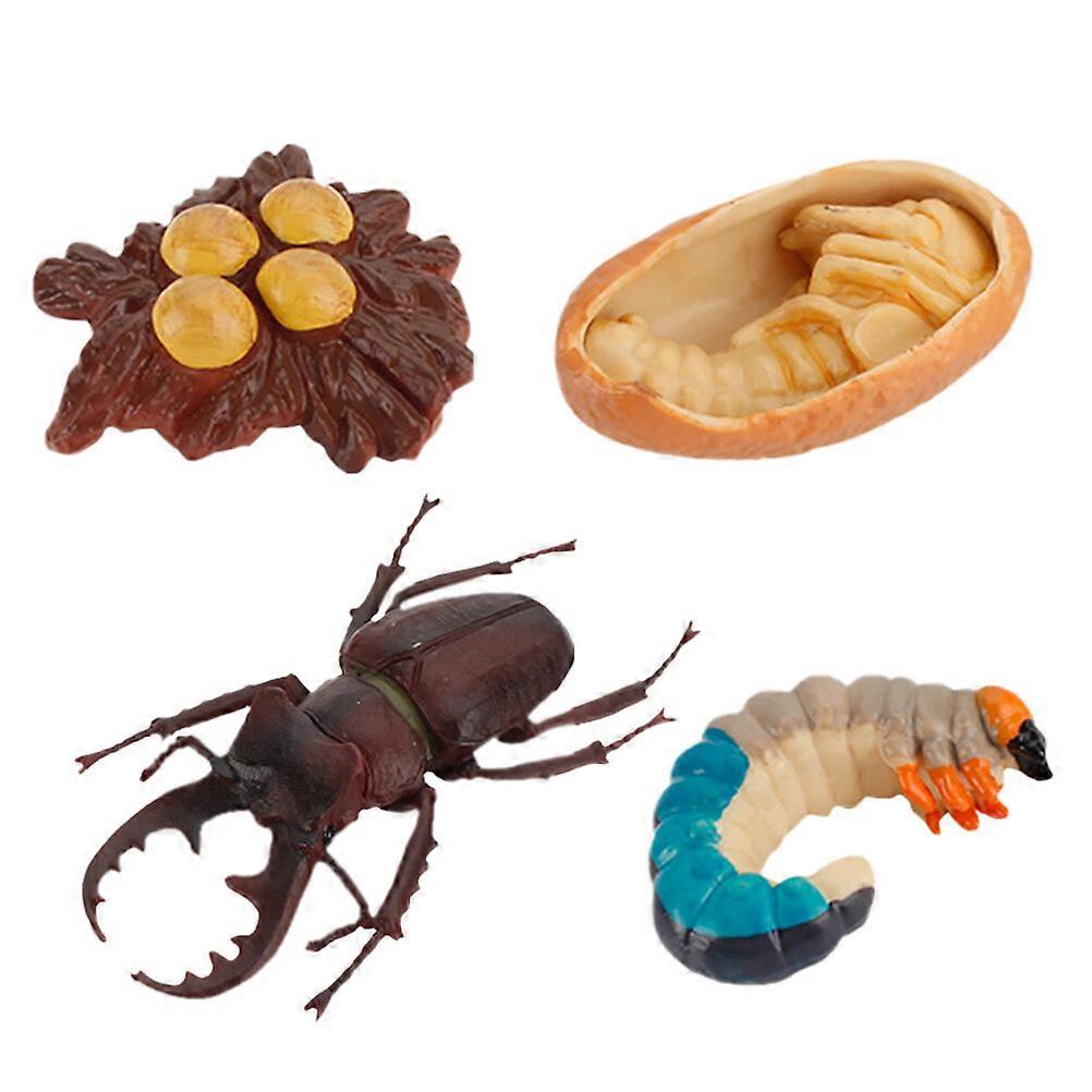 4Pcs Simulation Insect Growth Ornaments Insect Display Models for Kids