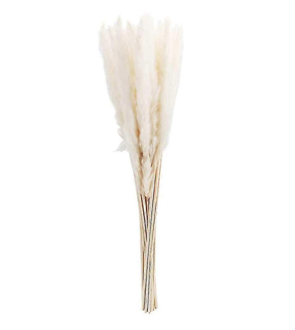 Dry Pampas Grass Natural For Home Decor 20pcs