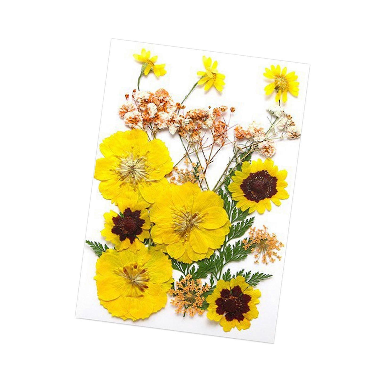 Dried Pressed Flowers, Dry Leaf Kits Beautiful Real Dried Flowers for Card Making Soap Decor Lampshades Phone Cases
