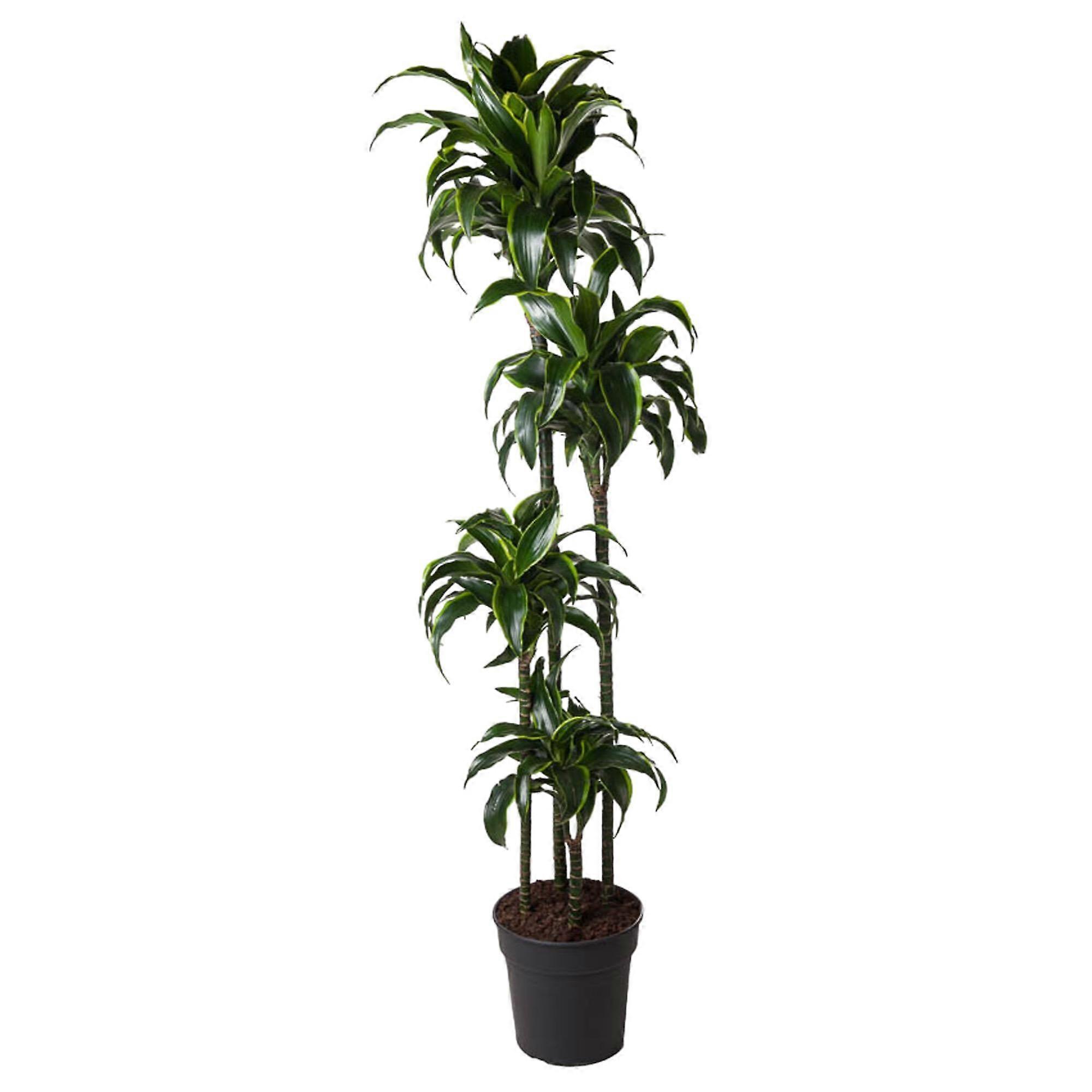 Dracaena Dorado - 160-170cm - Ø27cm