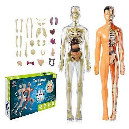 Anatomy Model For Kids Human Torso Science Learning Removable Human Body