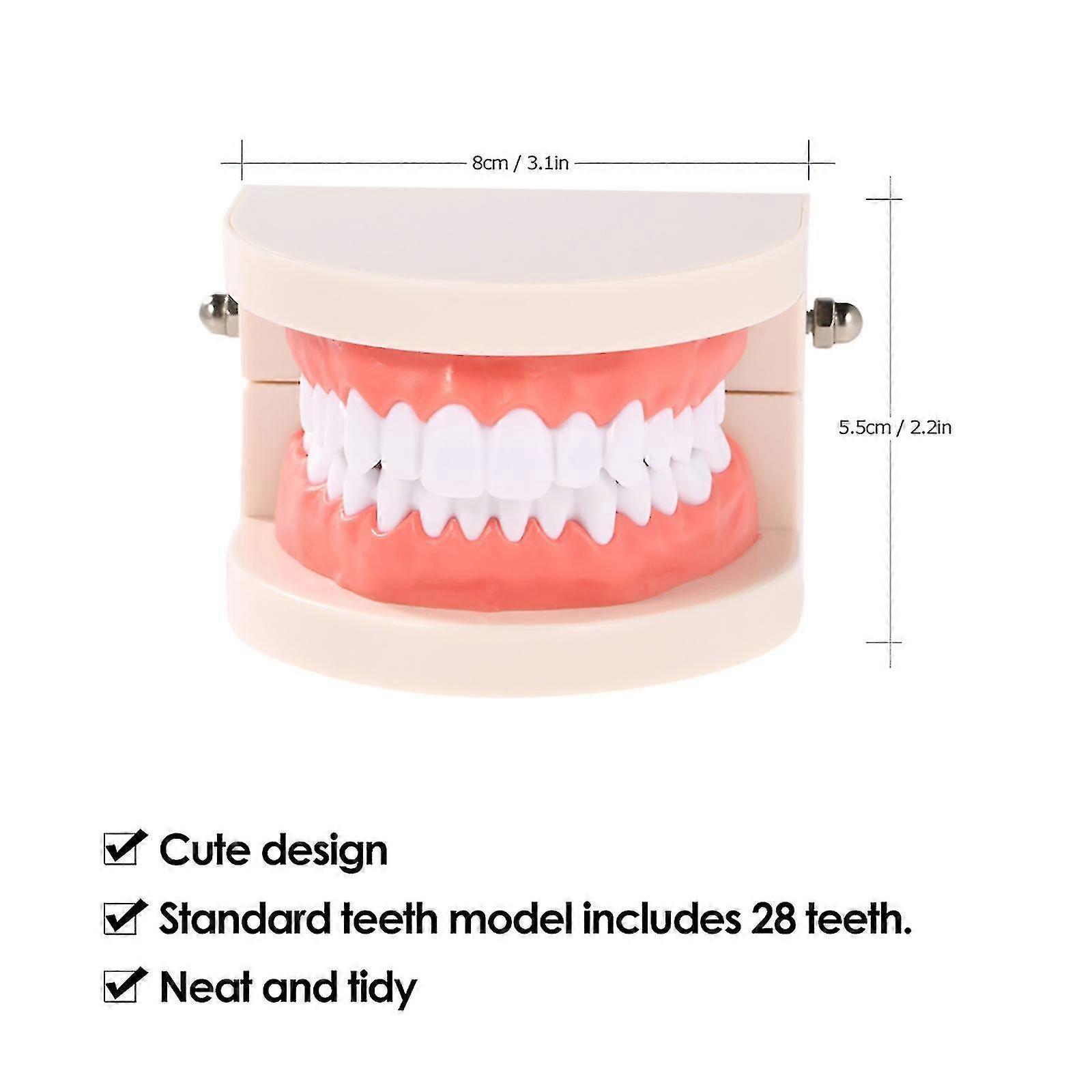 thumbnail image 2 of Standard Dental Teeth Model - Adult Study Typodont Demonstration Tool For Teaching 2 of 6