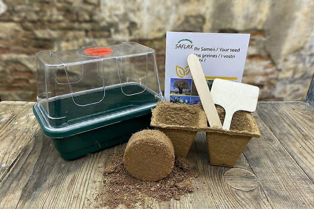 Saflax - Cultivation set - 8000 seeds - Iceland poppy mix - Mélange de pavot d'Islande - Miscela di papavero islandese - Mezcla de amapolas de Islandia - Islandmohn – Mix