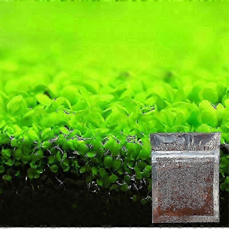 키우기 쉬운 수족관 장식용 식물 씨앗 (어항 조경 장식용)
