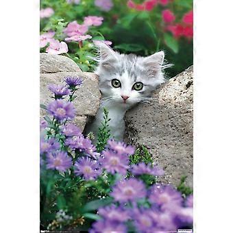 Kitten - Stones and Flowers Jigsaw Puzzle  AD594