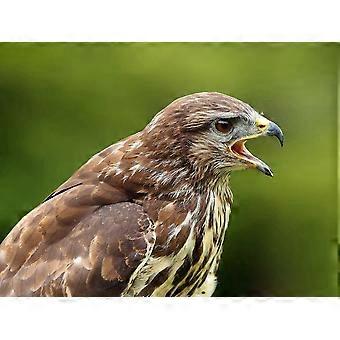 BIRDS OF PREY  Jigsaw Puzzles TD938
