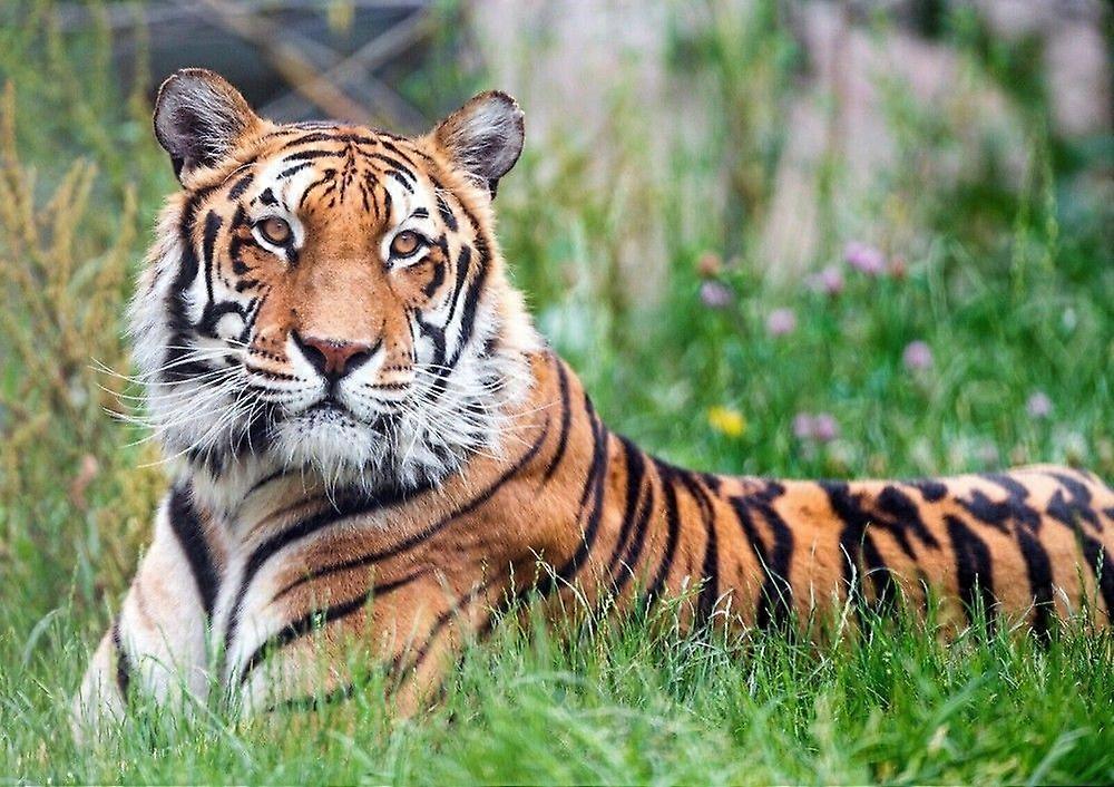Tiger Jigsaw Puzzle TU772