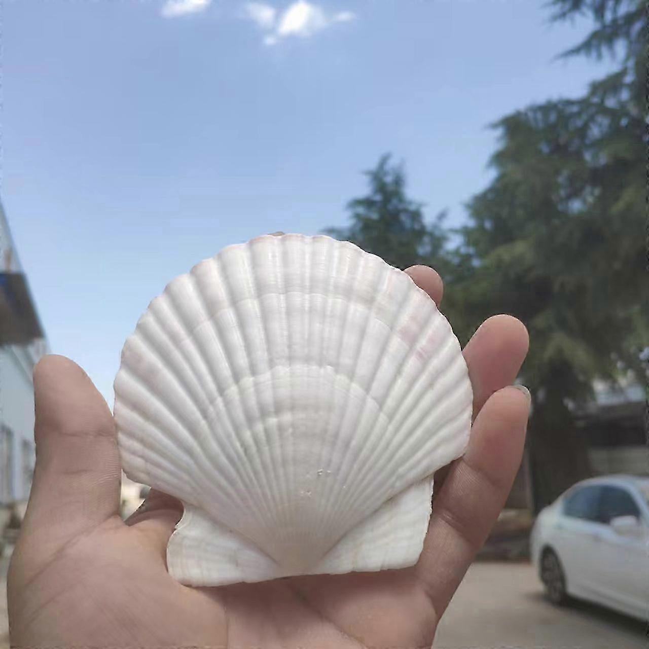 10 Pieces White Scallop Shells 7-8cm 10 Shells Large Natural Beach Shells Can Make DIY Fish Tank Vase Filler