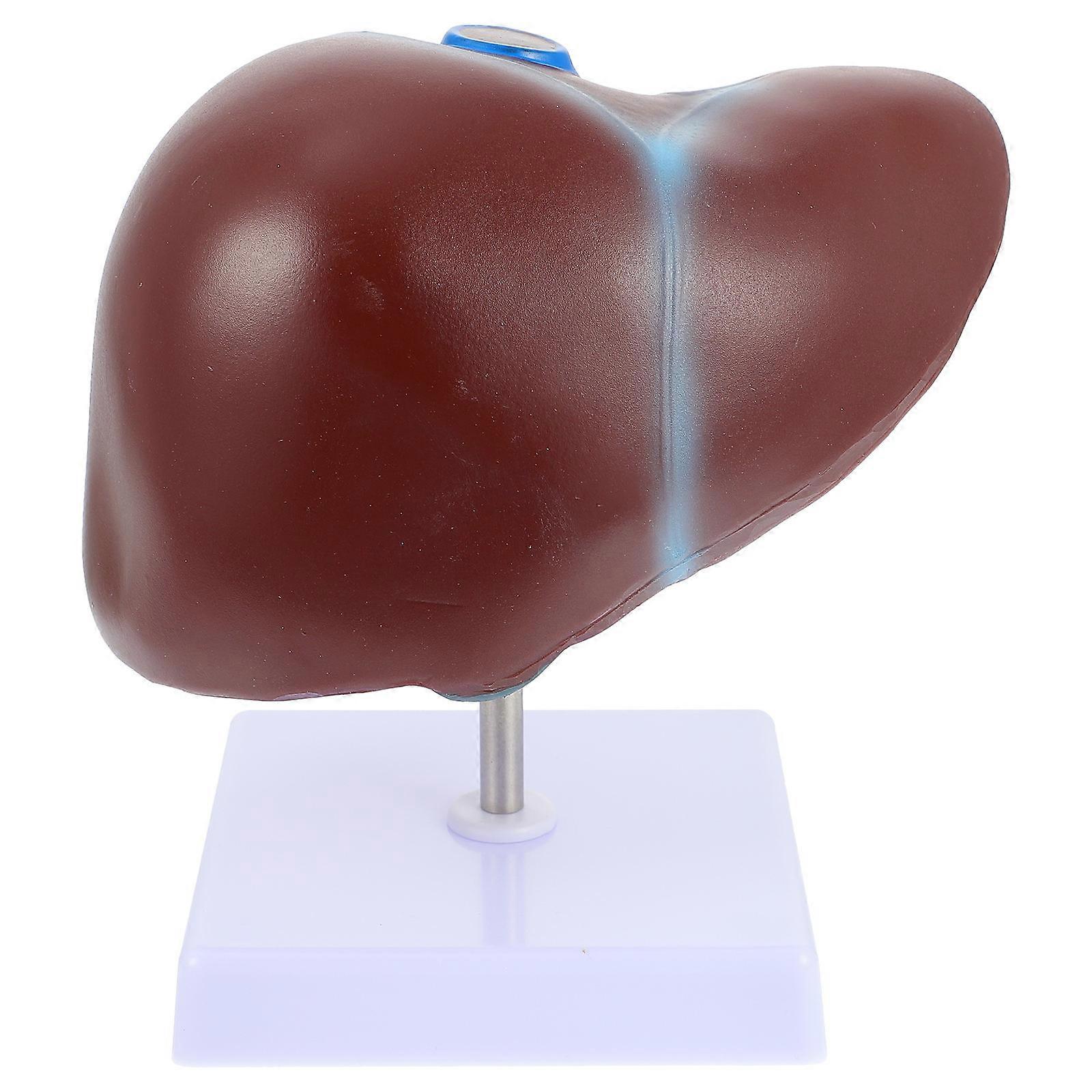 Practical Human Liver Demonstrator for Health and Nursing Programs