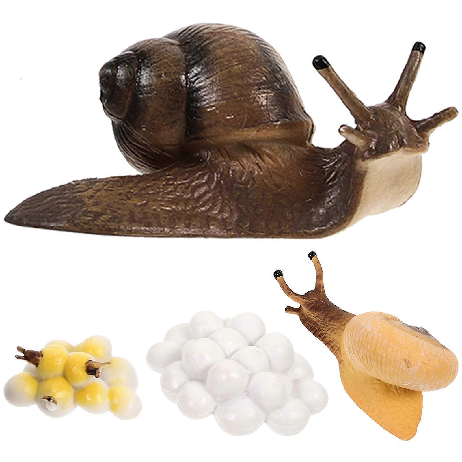 Educational Plaything Snail Growth Cycle Models for 1Set Teaching Props