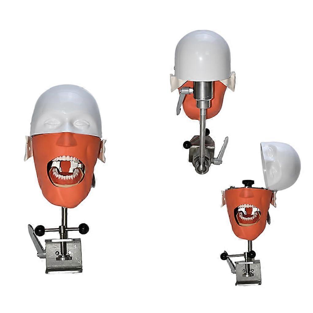 Dental Phantom Head with Adjustable Simulation Model for Student Training and Dental Education