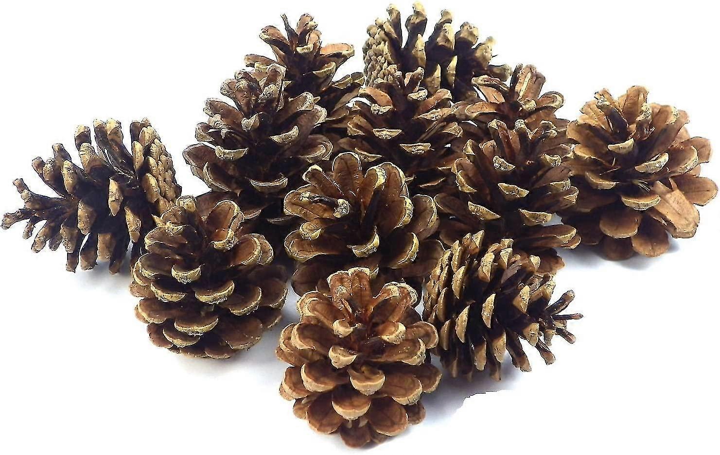 24 Pine Cones Approx. 7-9Cm Pine Cones Pine Cones Fir Natural Cones Christmas Decoration Advent Deco