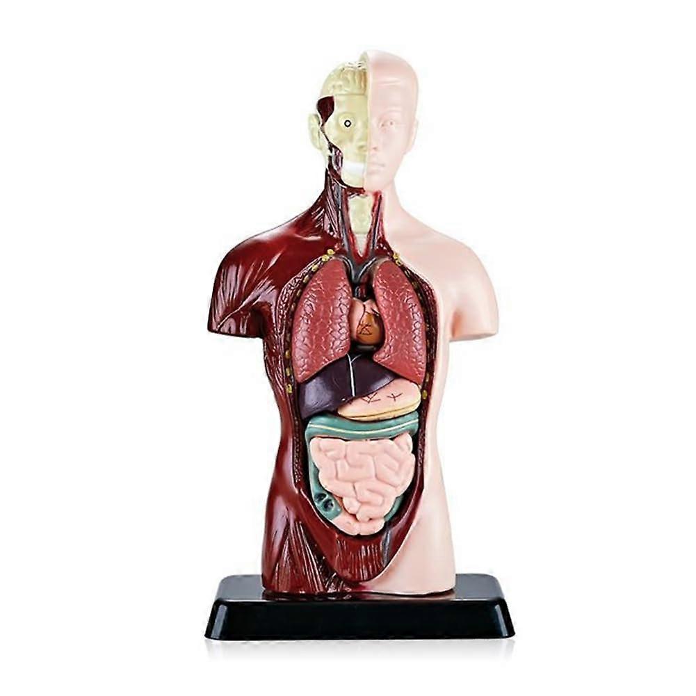 Human Body Model With 7 Removable Organ Models Educational Organ Anatomy Model For Biological Science Learning