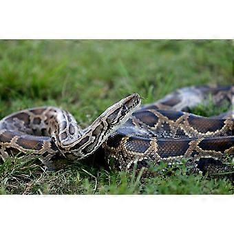 SNAKES REPTILES  Jigsaw Puzzles TD821