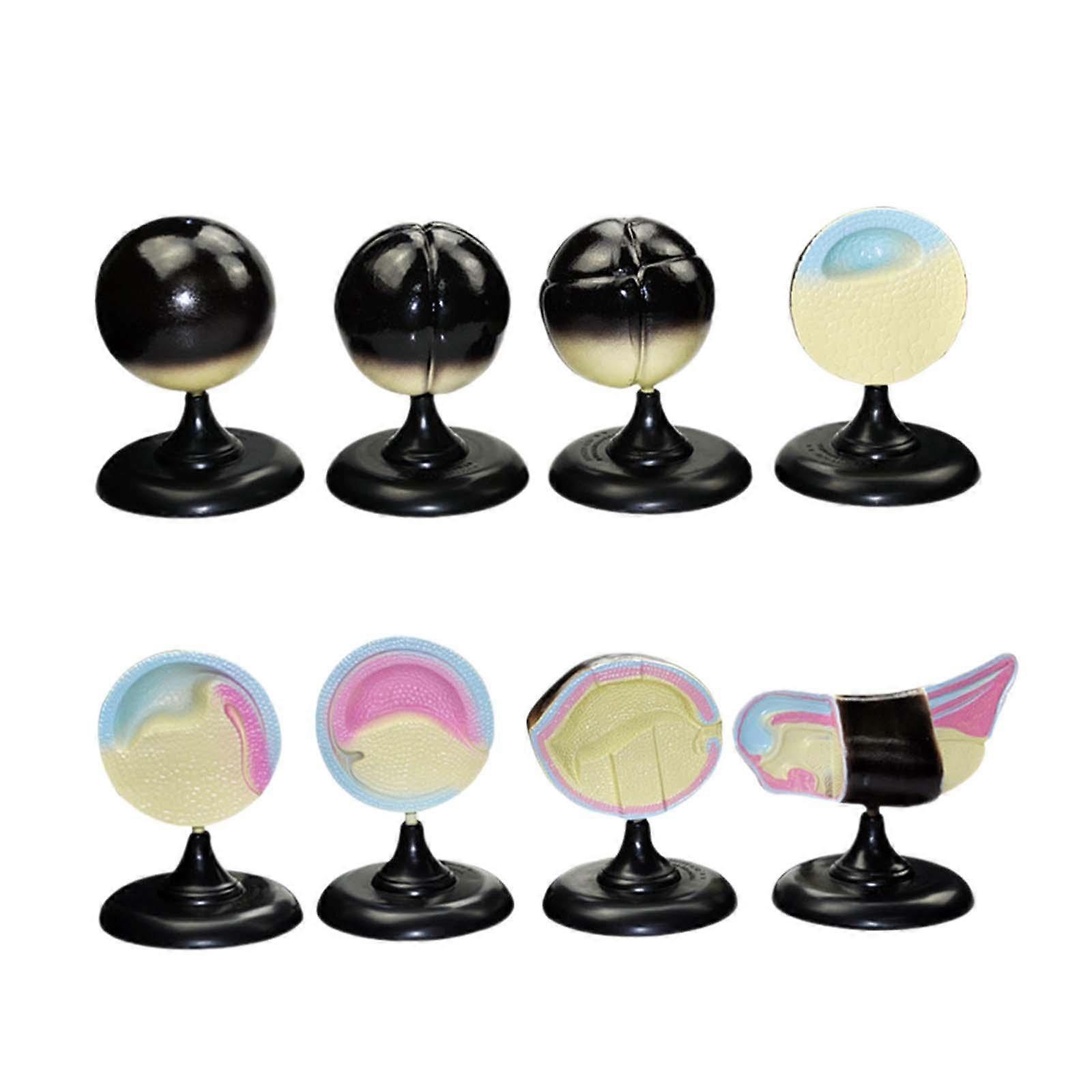 Frog Model Science Learning Activity Treasure Box Prizes Party Favors