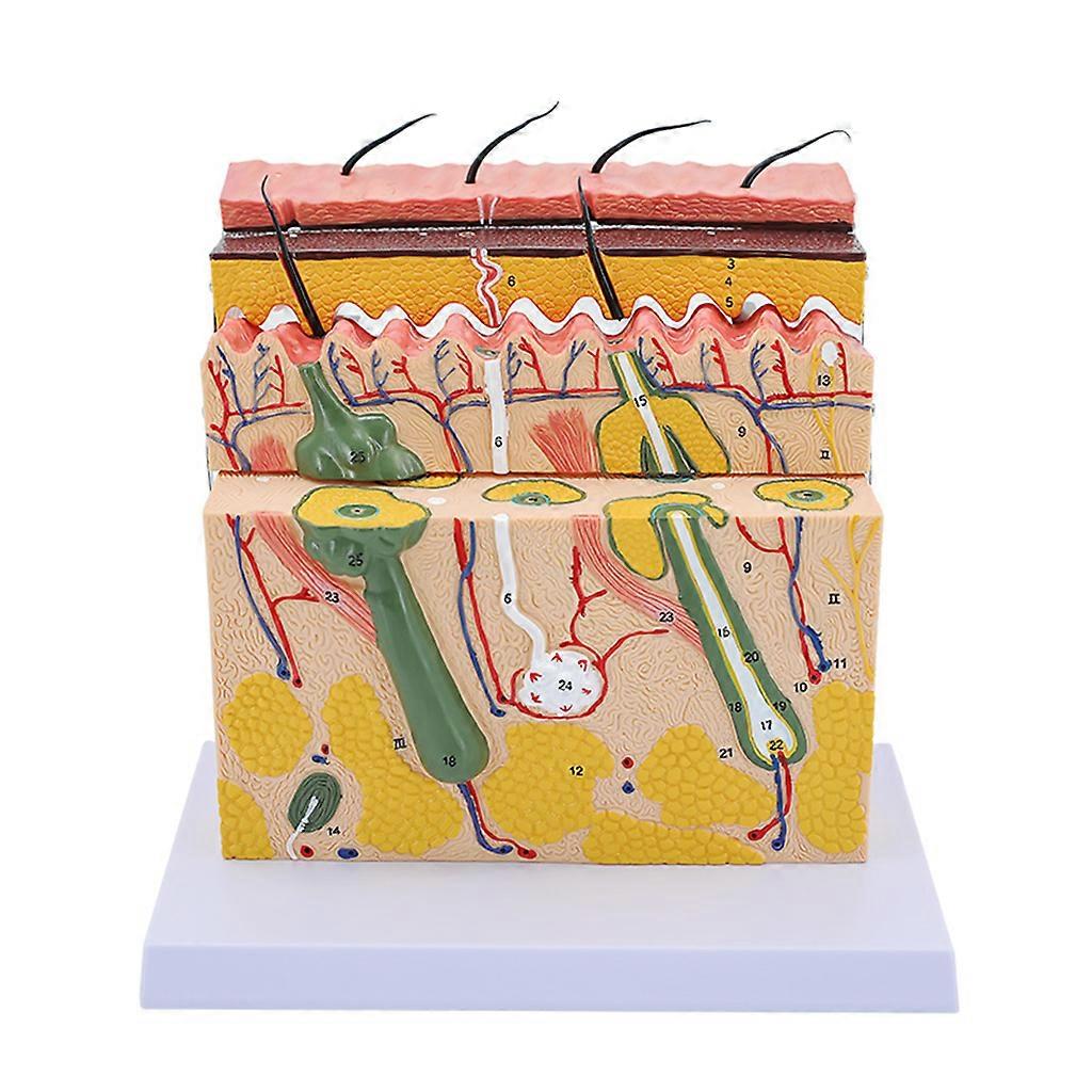Realistic Skin Model 70X Enlarged Anatomical Model with Sebaceous Glands/Sweat Glands/Nerve Endings for Lectures Use
