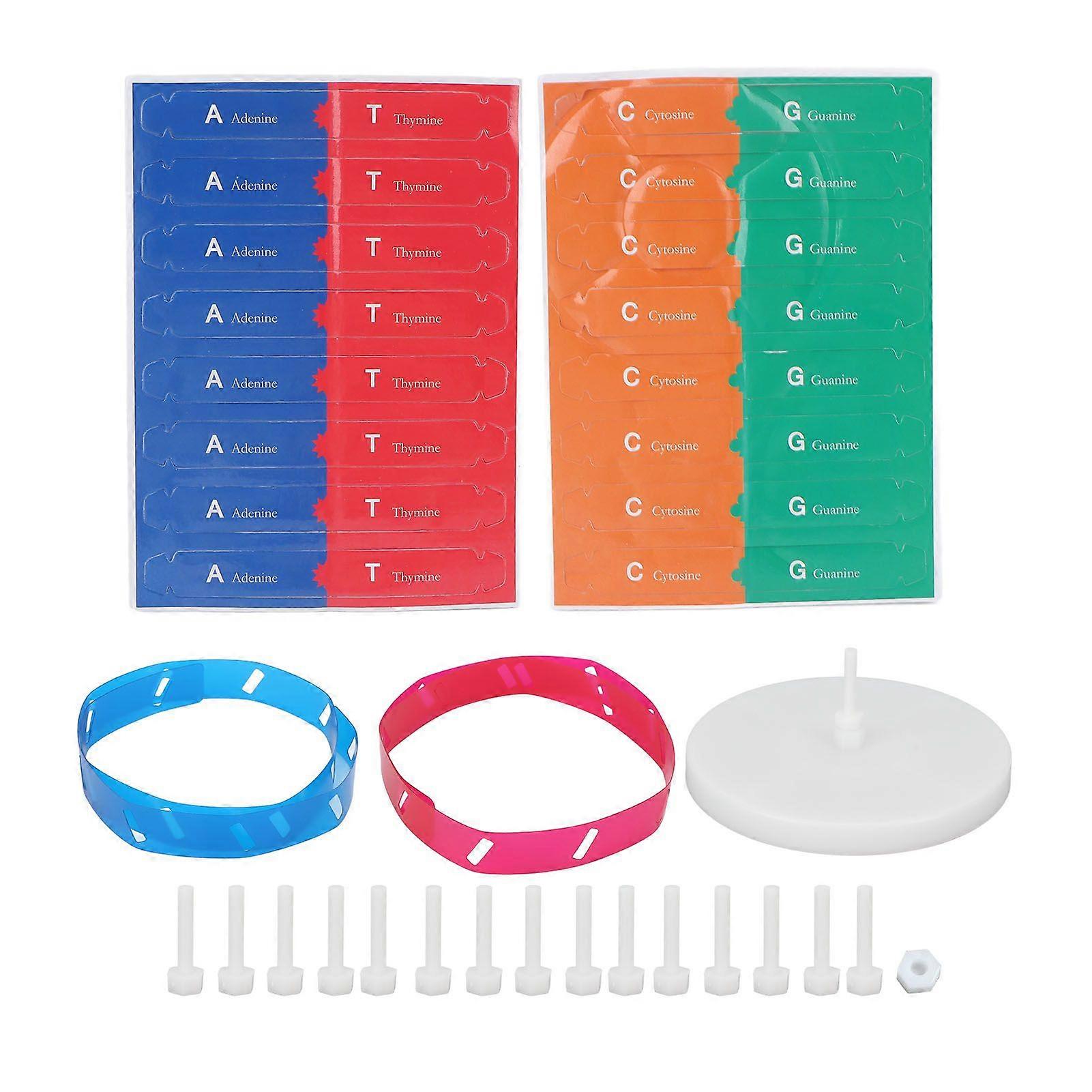 2025 Latest Model Human DNA Model Colorful Double Spiral Assemble Model Scienc...