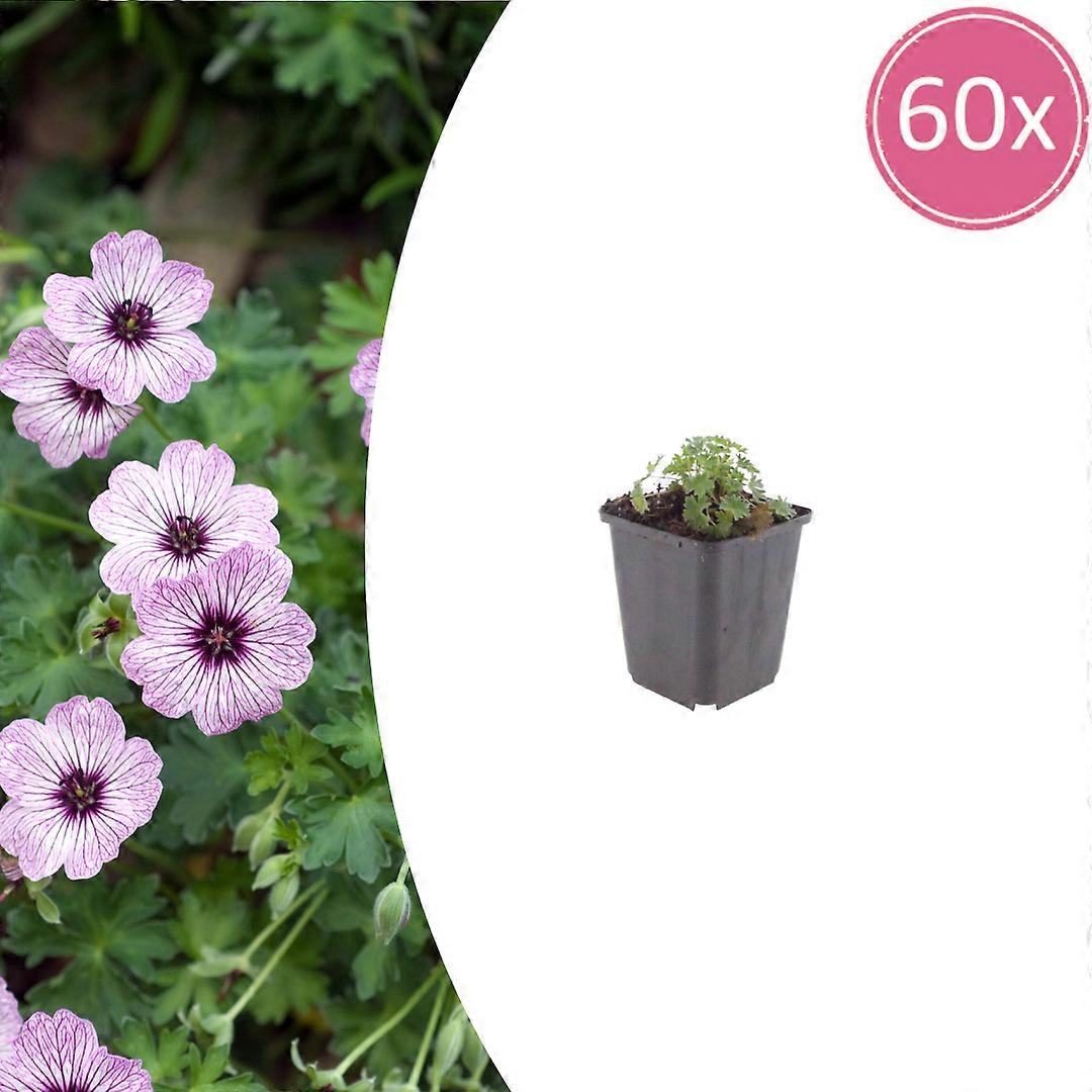 Geranium cin. 'Ballerina' | 60 stuks - 10-25cm - Ø9cm