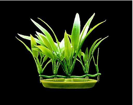 Marina Aquascaper ForegroundCryptocorine Becketti 5 Cm.