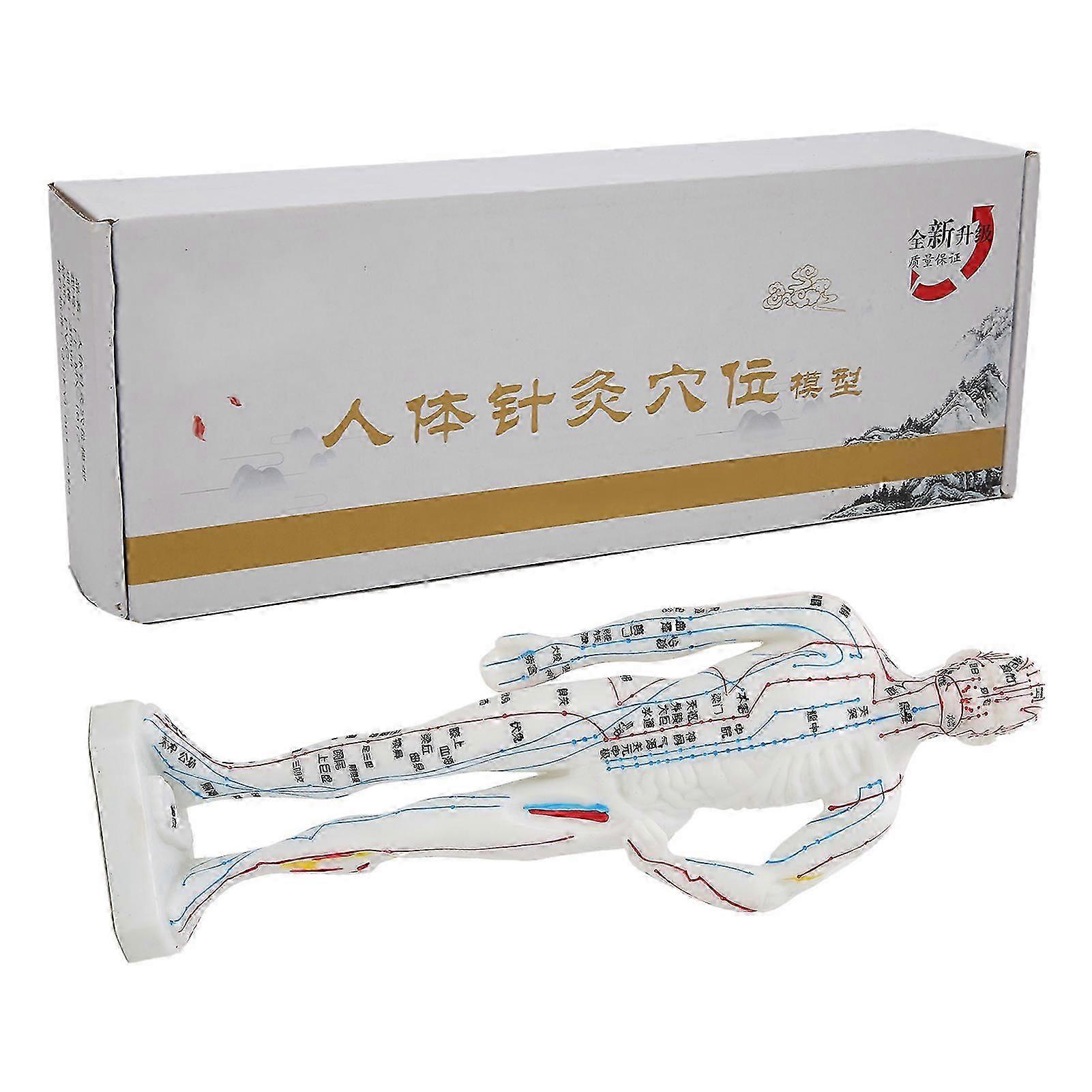 Human Acupuncture Model Acupoint Point Cupping Learning Teaching Appliance Model