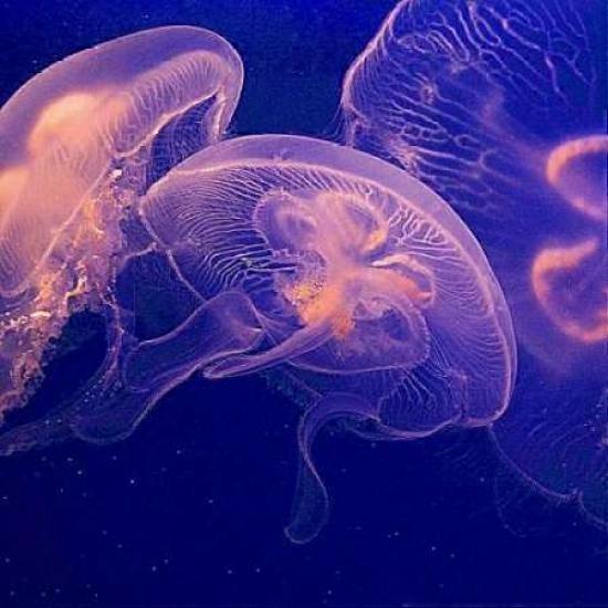 Jellyfish Dance I Poster