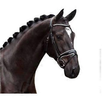 Zafir Bridle for Horse