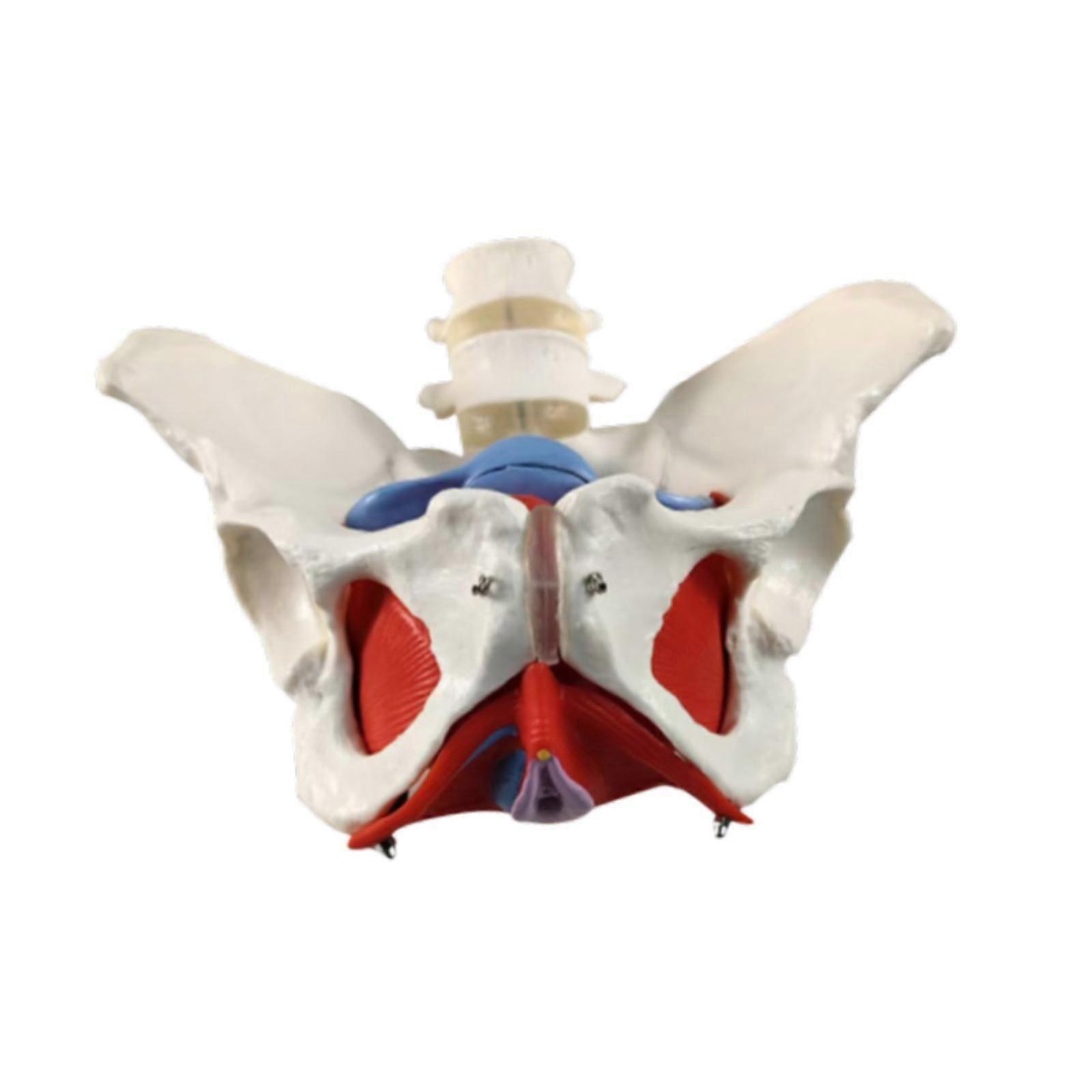 Kadın Pelvis Modeli İskelet Tıbbi Model Obstetrikte Ebe Ekran için