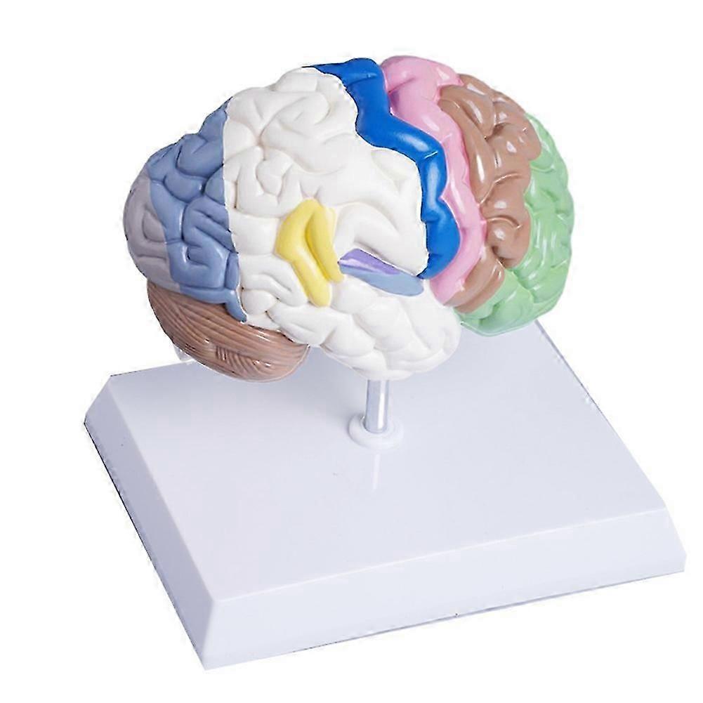 Human Half Brain Anatomy Model Life Size Anatomical,Brain Model