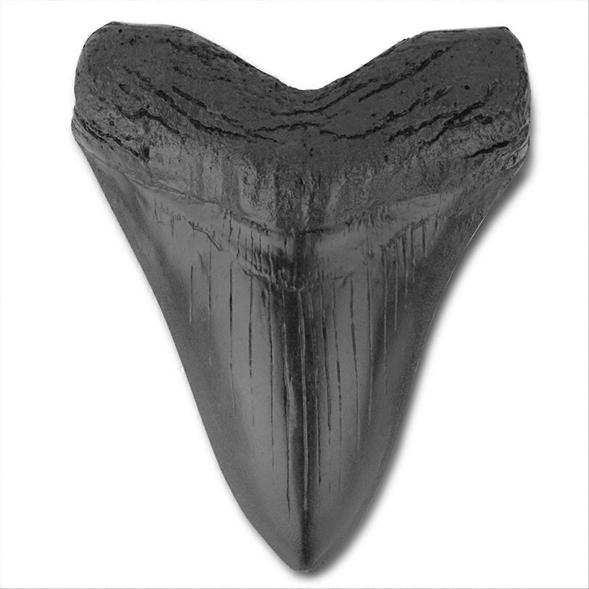 Carcharodon Megalodon Giant Tooth Fossil