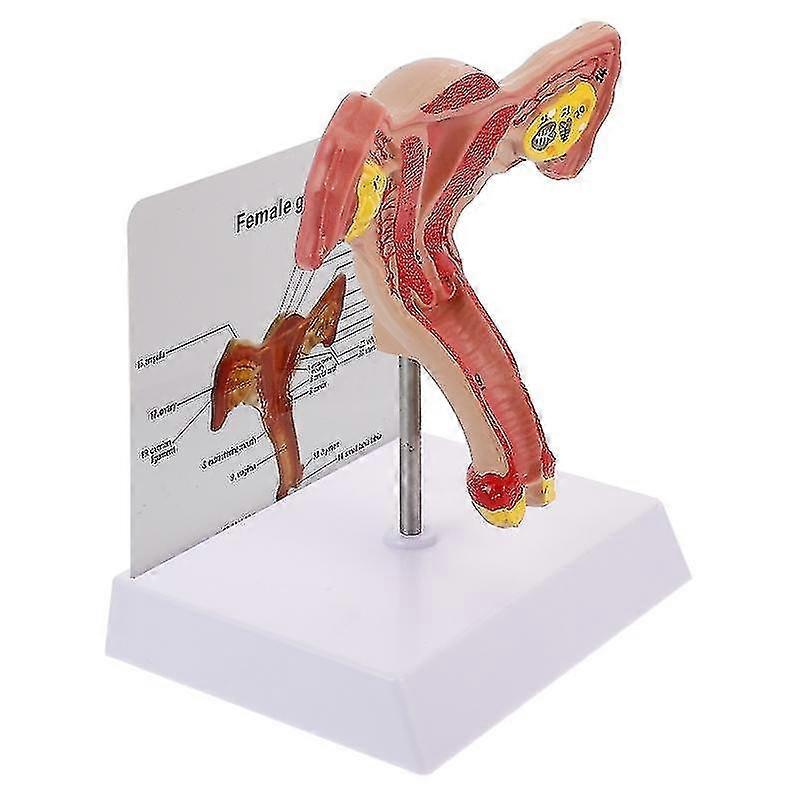 Tıbbi Eğitim için 1 adet Anatomik Rahim Modeli Kadın Üreme Sistemi Modeli