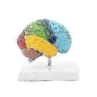 Right Hemisphere Of Brain Human Body Model Education Brain Model 1:1 For Student Teaching Study Assembling Model
