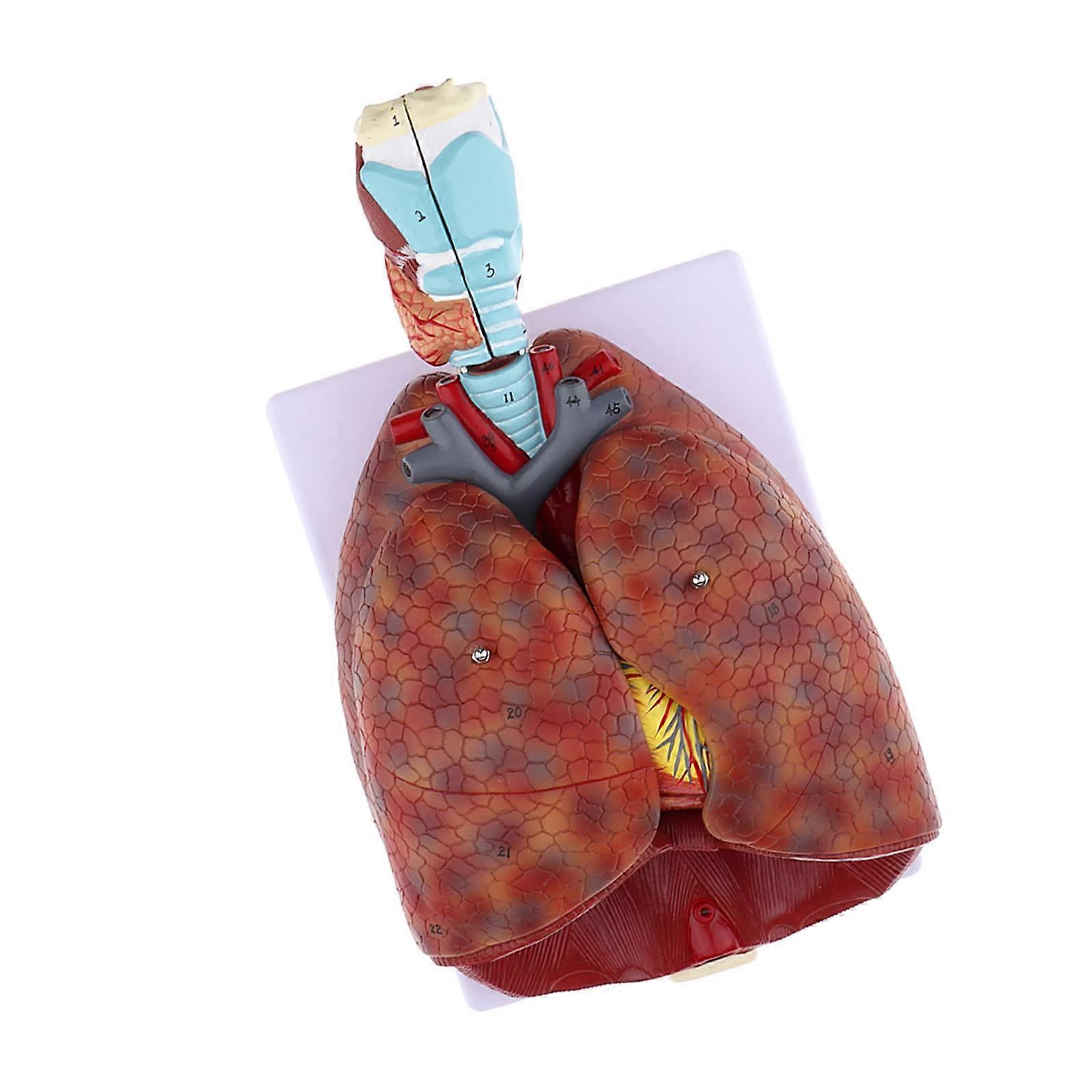 1:1 Life-Size Anatomical Model Of The Human Respiratory System Removable 7-Part With Base For School Studies