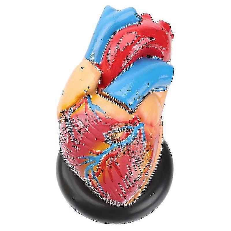 1 buc Model de inimă umană Model anatomic de inimă Instrument de predare a spitalului-fjkhf