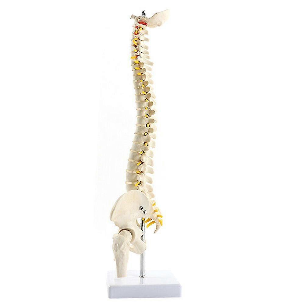 45cm Anatomical Spine Model Pelvic Flexible Model Anatomy Learning Teaching Tool Aids