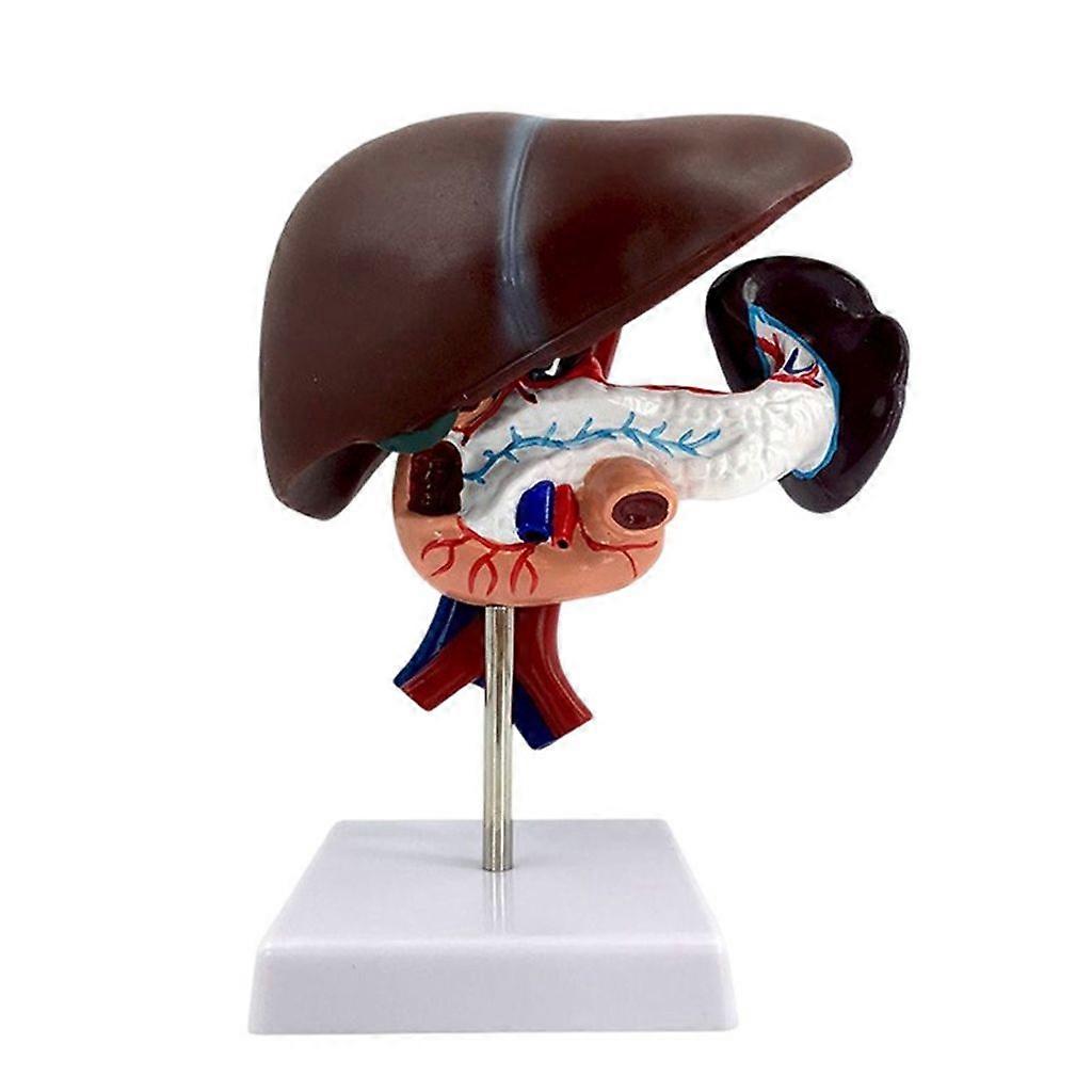 Gallbladder Model Life Size Human Stomach Gallbladder Pancreas Duodenum Model