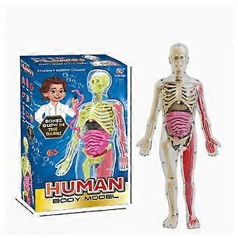 Weiches Körpermodell der menschlichen Anatomie – Wissenschafts-Sets für Kinder von 4–8 Jahren – STEM-Spielzeug als Geburtstagsgeschenk für Jungen im Alter von 4, 5, 6, 7 und 8 Jahren – Lernspielzeug für