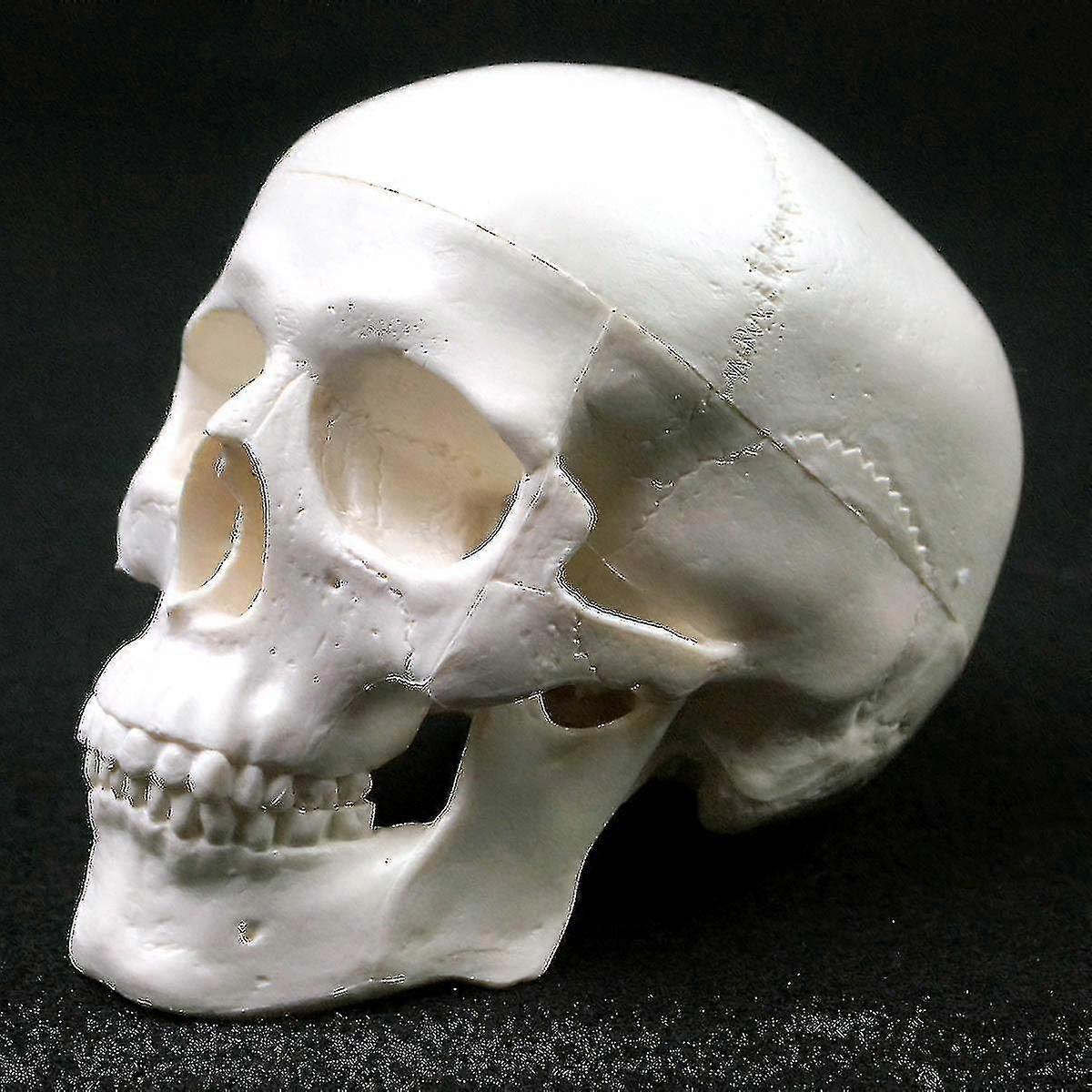 Anatomical Medicine Anatomical Anatomy Studying Anatomy Teaching