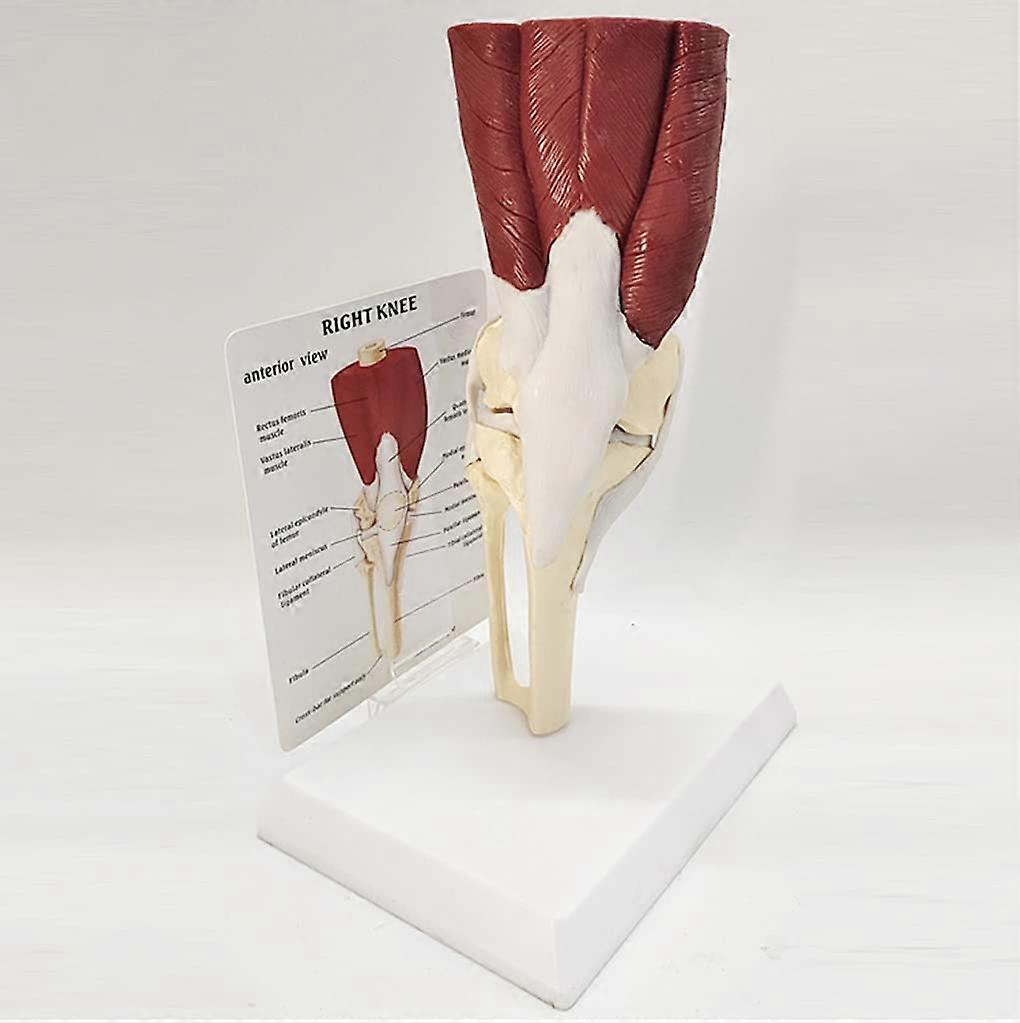 Knee belling, model knee articulation with muscle model, anatomical model of the human knee with functional bands, actual size.