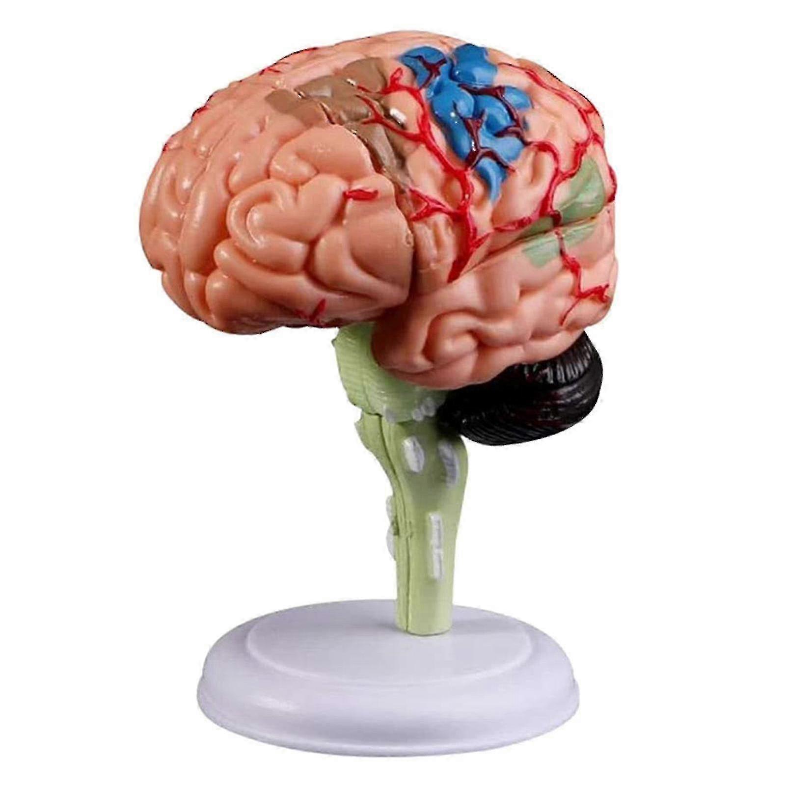 Removable Anatomical Human Brain Model for Medical Teaching and Study