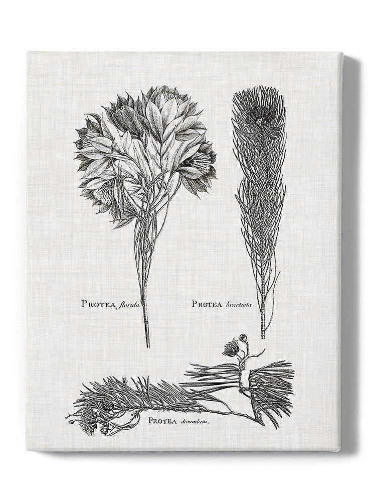 Protea On Linen I Wrapped Canvas -Vision Studio Designs,-ouyab1681