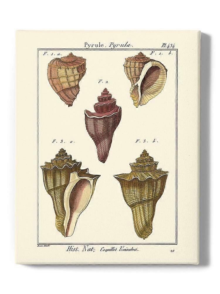 Pyrule Shells Wrapped Canvas  -Denis Diderot Designs,-ouyac405