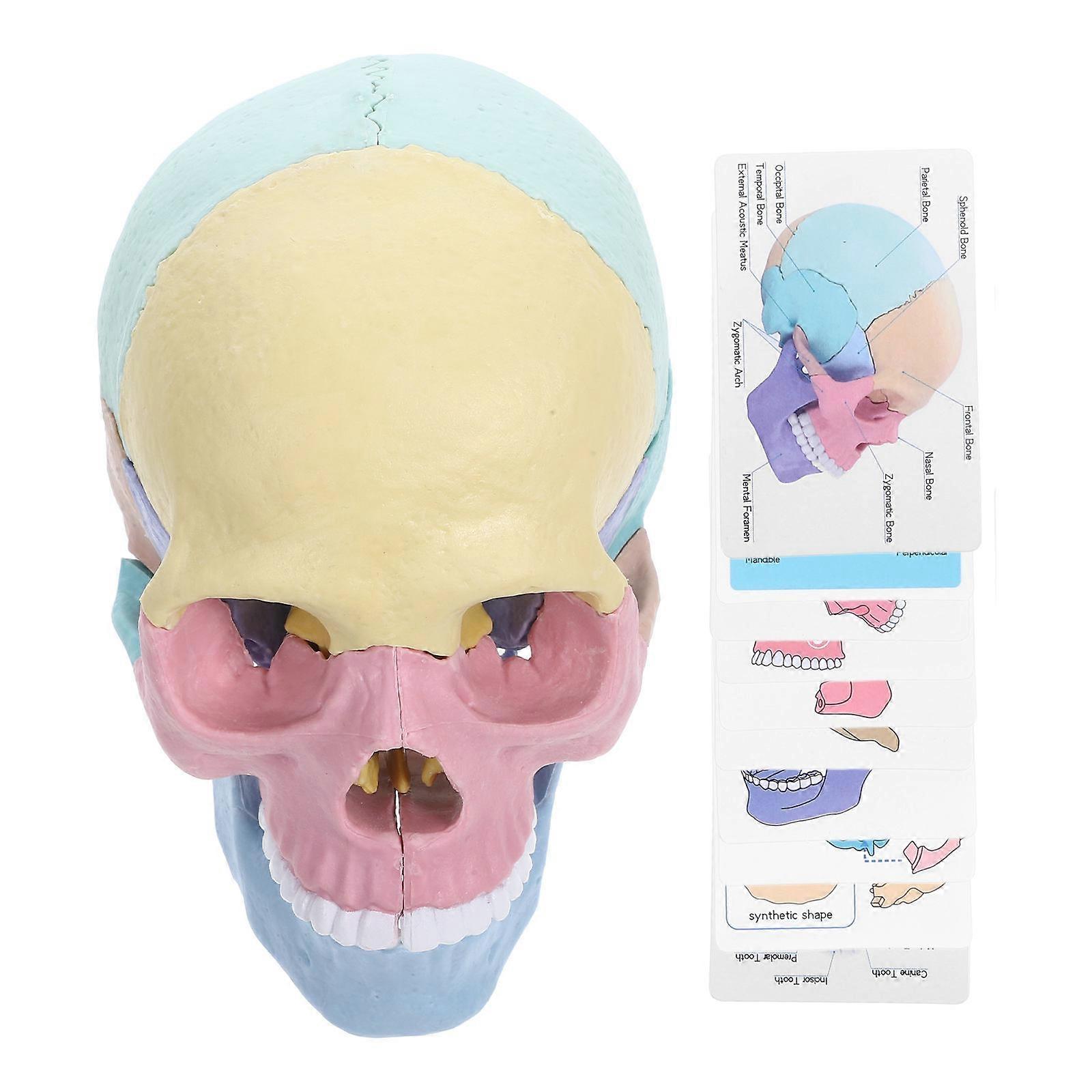 Assembly Skull Stem Skeleton Head Skull Model Educators 14.50X11.00X8.60CM Multicolor 1 Set