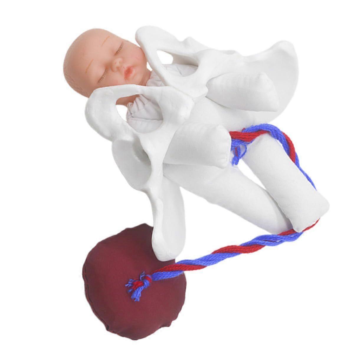 Education Pelvis Model, PVC Training Aid