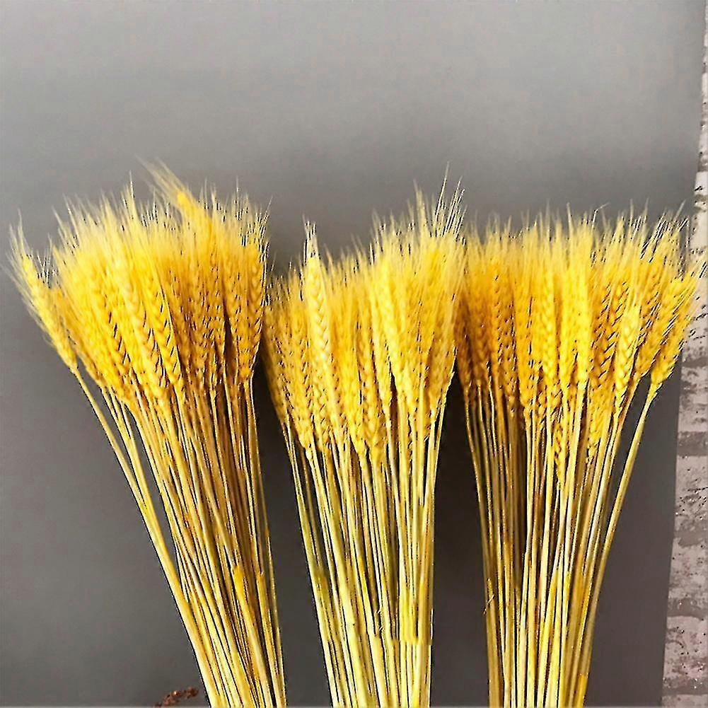 100 ينبع سيقان القمح المجفف 100 ٪ ديكور القمح الطبيعي للمنزل عيد الميلاد الزفاف