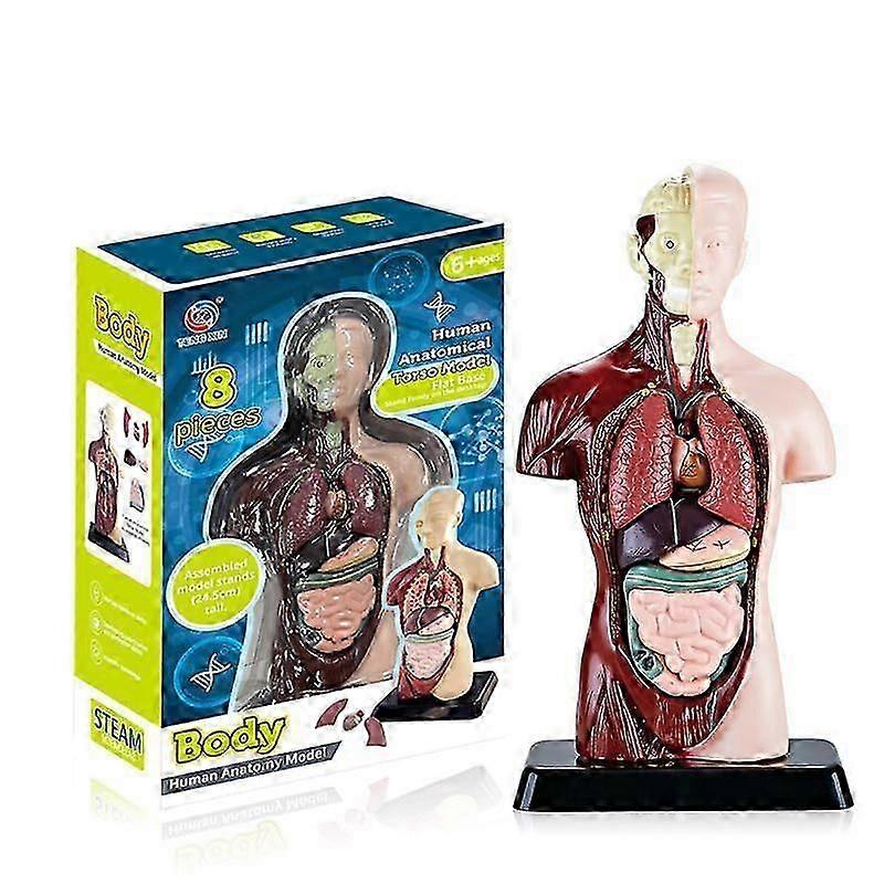 11 polegadas modelo do corpo humano para crianças, brinquedos humanos do modelo da anatomia do torso, 8 pcs boneca de anatomia removível com