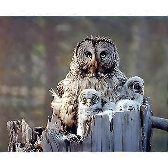 Jigsaw Puzzles Great Grey Owl Family Bird Wildlife Animal VV825