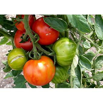 Saflax - giardino nel sacchetto - 50 semi - Tamarillo - Arbre à tomates