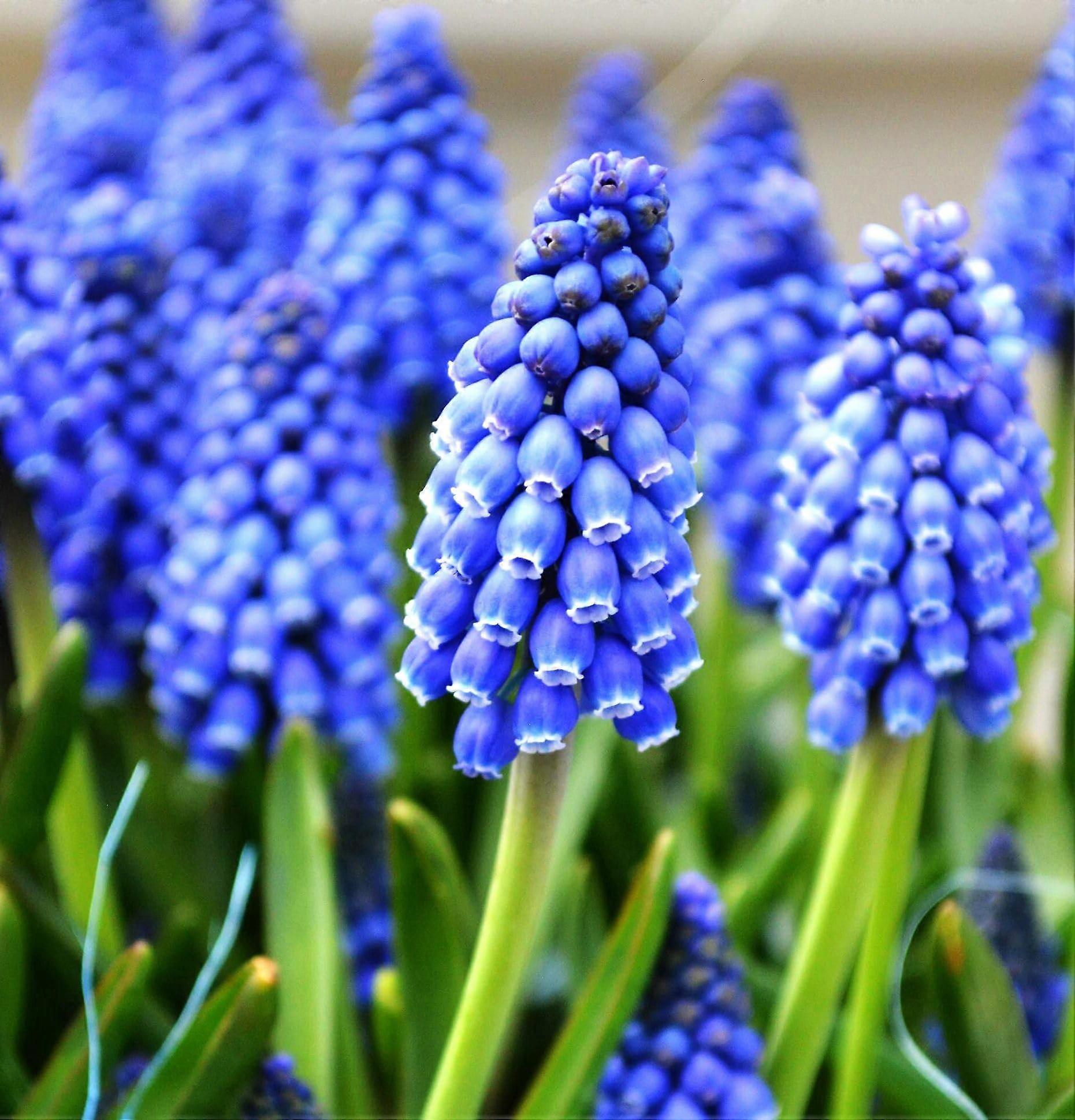 10 druvhyacintblomsterlökar, fleråriga trädgårdsblommor, stora lökar, hyacinter växt på hösten för en vårblomning (blå)